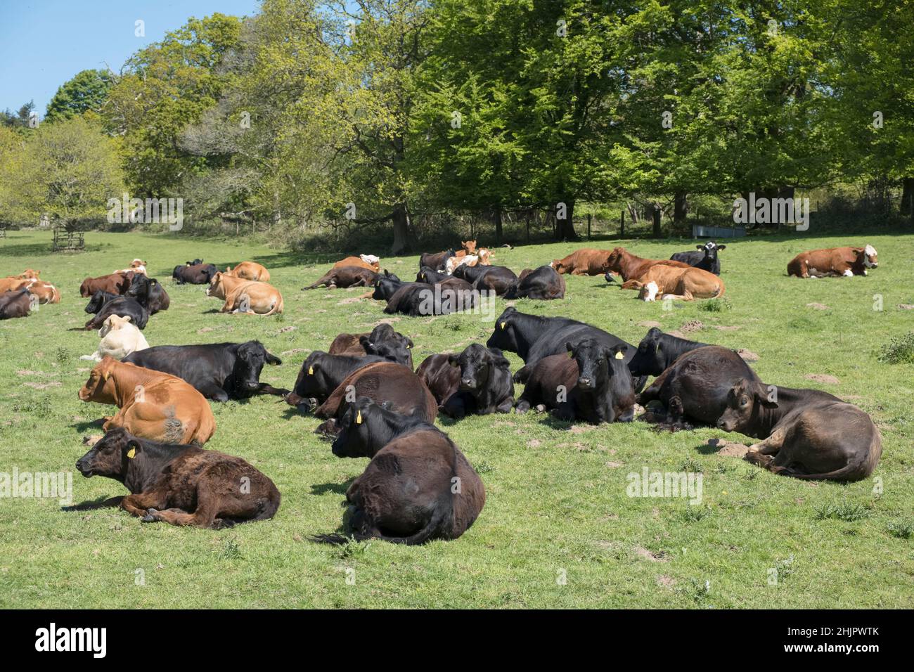 Cattle resting in pasture  Felbrigg Hall estate Norfolk UK Stock Photo