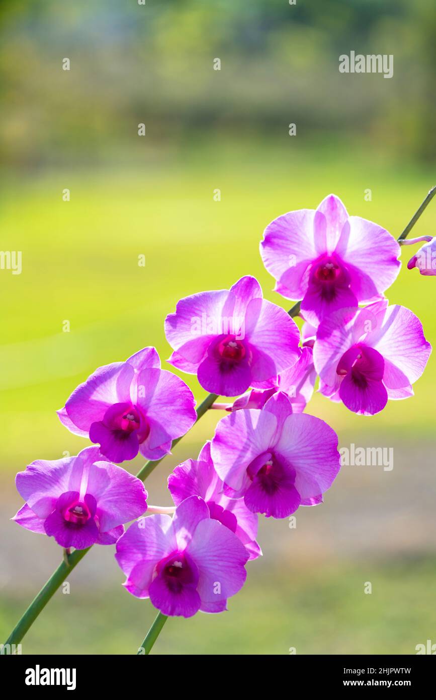 Closeup macro petals purple orchid cooktown ,Dendrobium bigibbum pink orchid flower plants and soft focus in garden with blurred background, sweet col Stock Photo