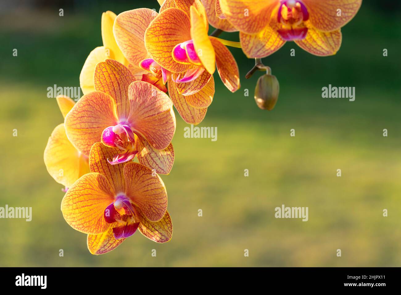 Orange Phalaenopsis Orchid flower house plant. Floral background. Selective close-up focus. Stock Photo