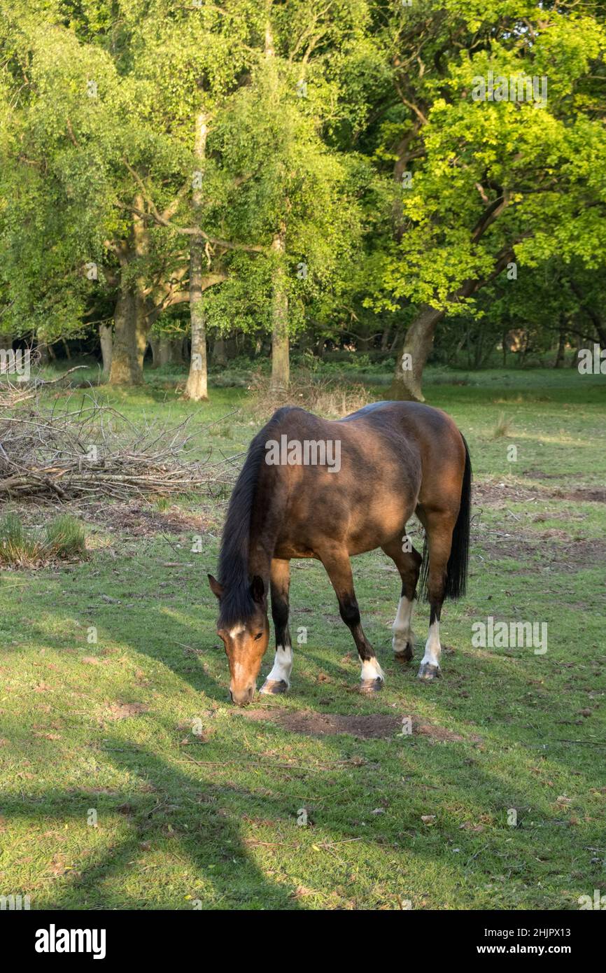Horse  Norfolk UK Stock Photo