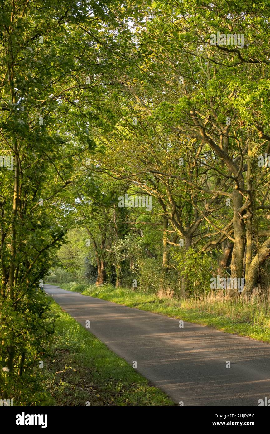 Country Lane in spring with Oak trees  Norfolk Stock Photo