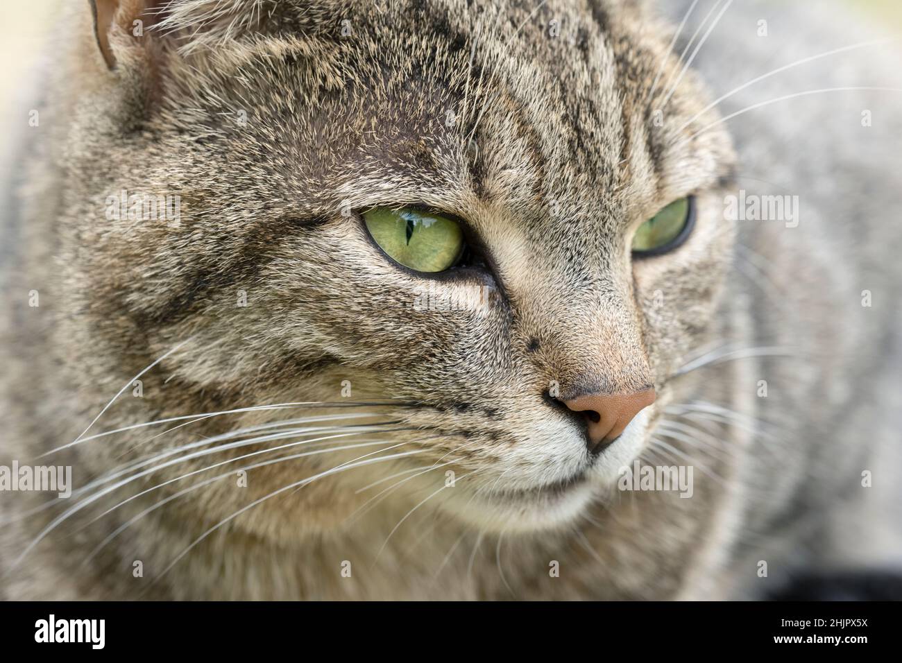 Portrait of Tabby Cat Stock Photo