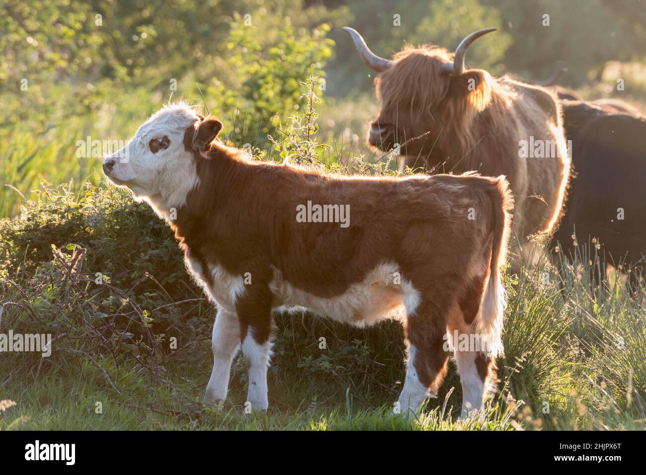 Scottish Highland cattle with Hereford/cross calf  Norfolk UK Stock Photo