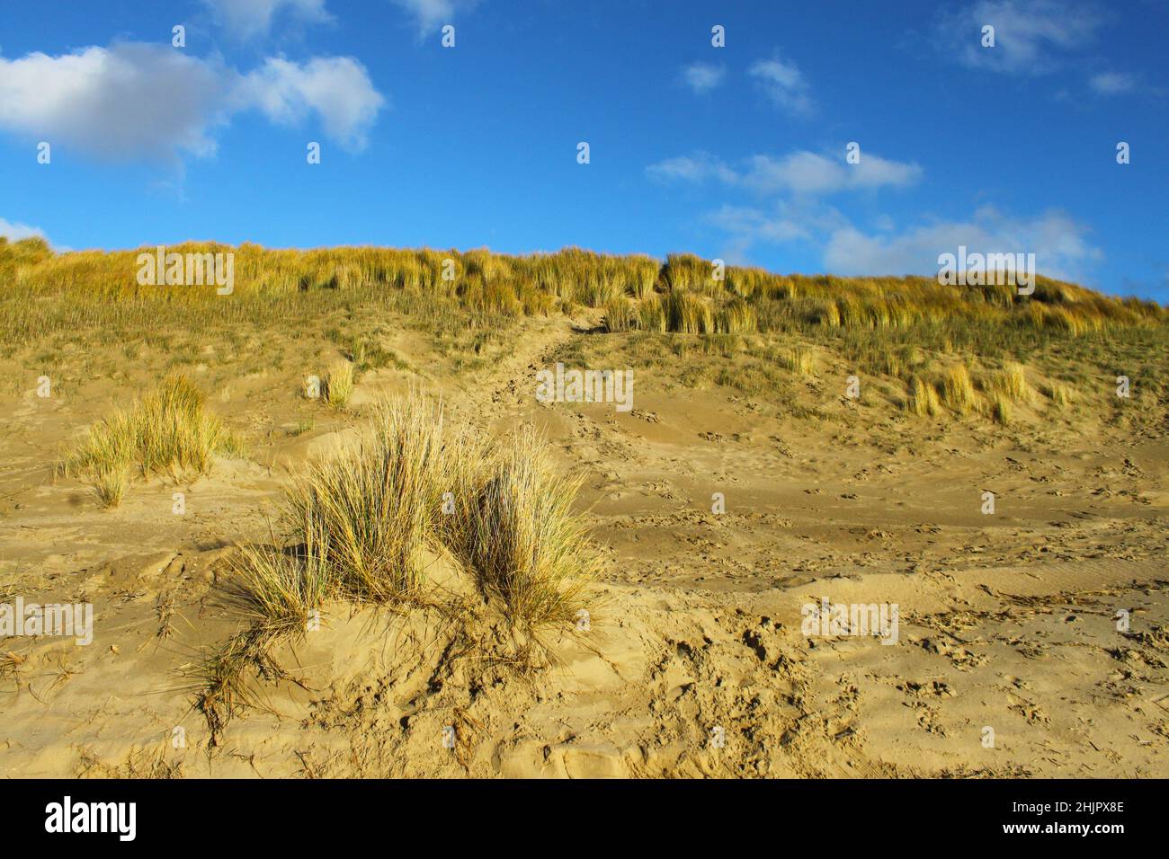 The marram grass (ammophila arenaria) on the coast of the Netherlands Stock Photo