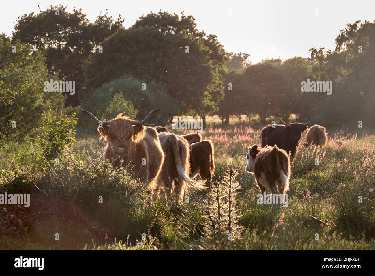 Scottish Highland cattle on Norfolk grazing marsh  Norfolk UK Stock Photo