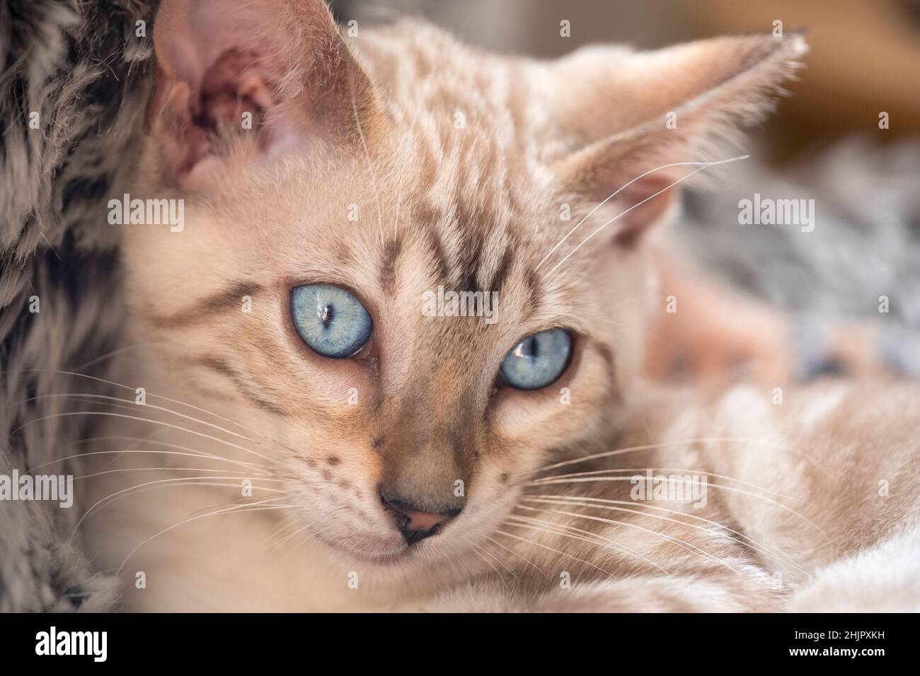 Bengal Kitten Stock Photo
