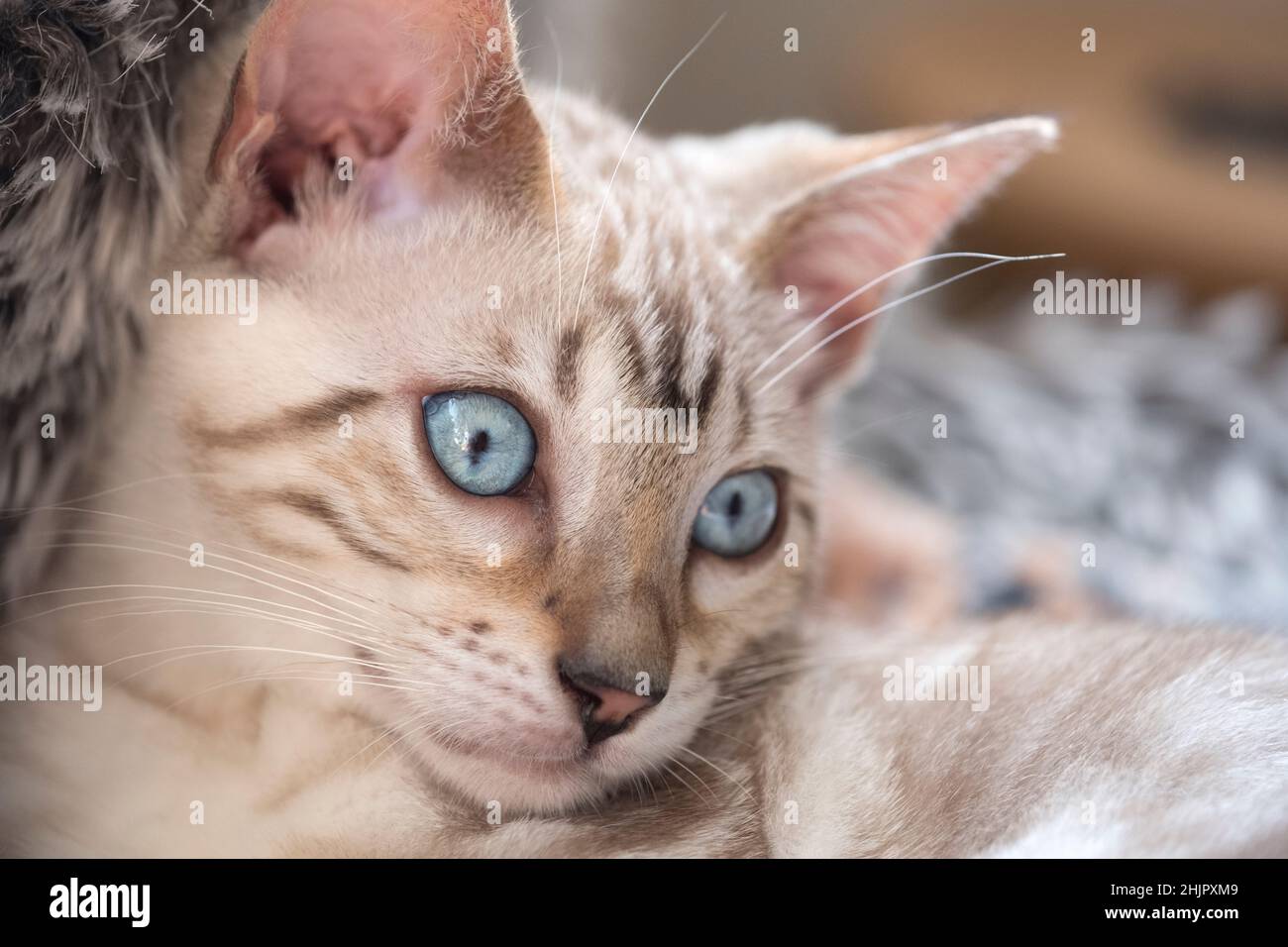 Bengal Kitten Stock Photo