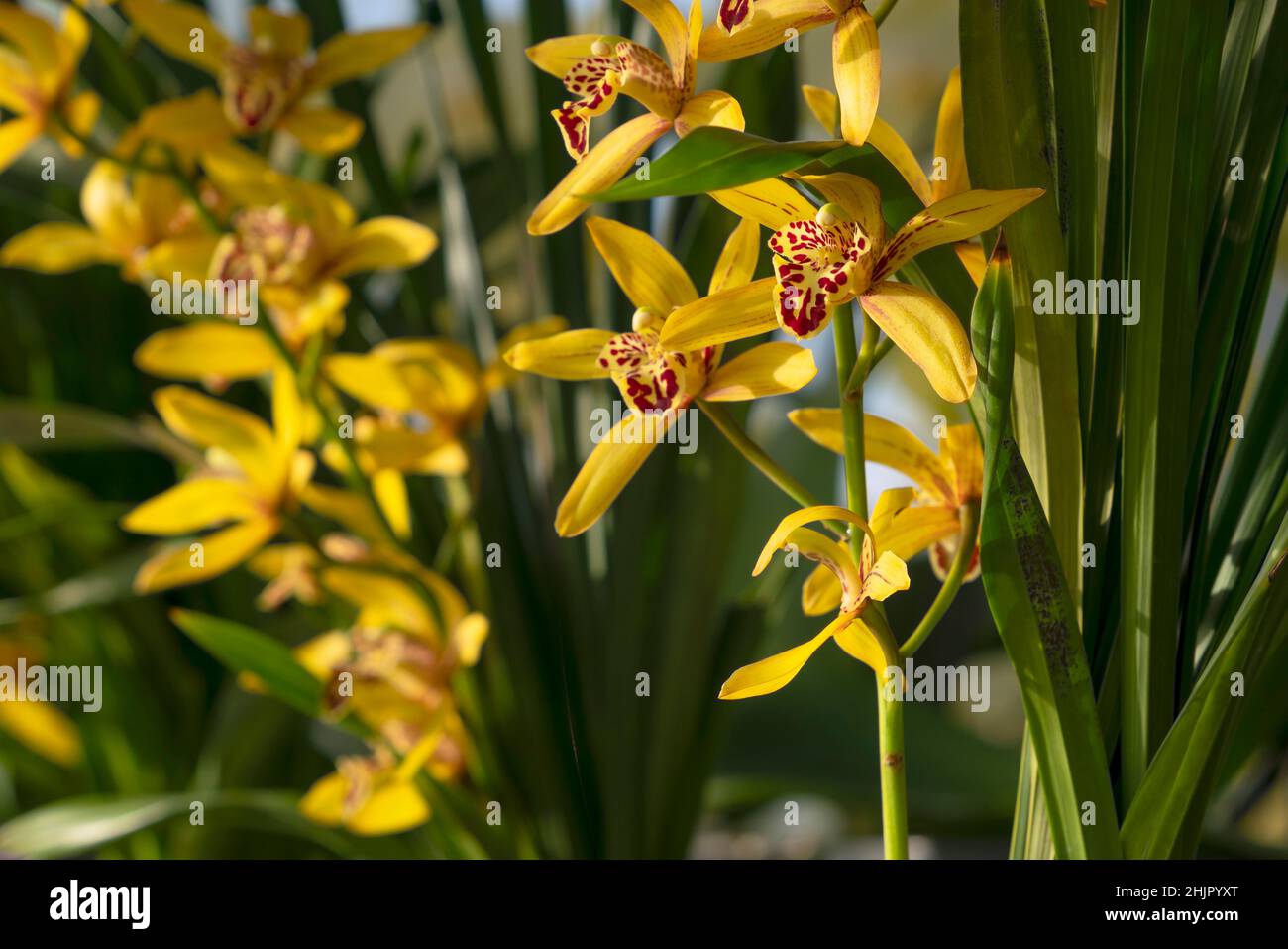 Orchid flower grow in tropical garden. Cymbidium hybrid Orchid flowering plant, close up, Cymbidium Gloden Vanguand. Stock Photo