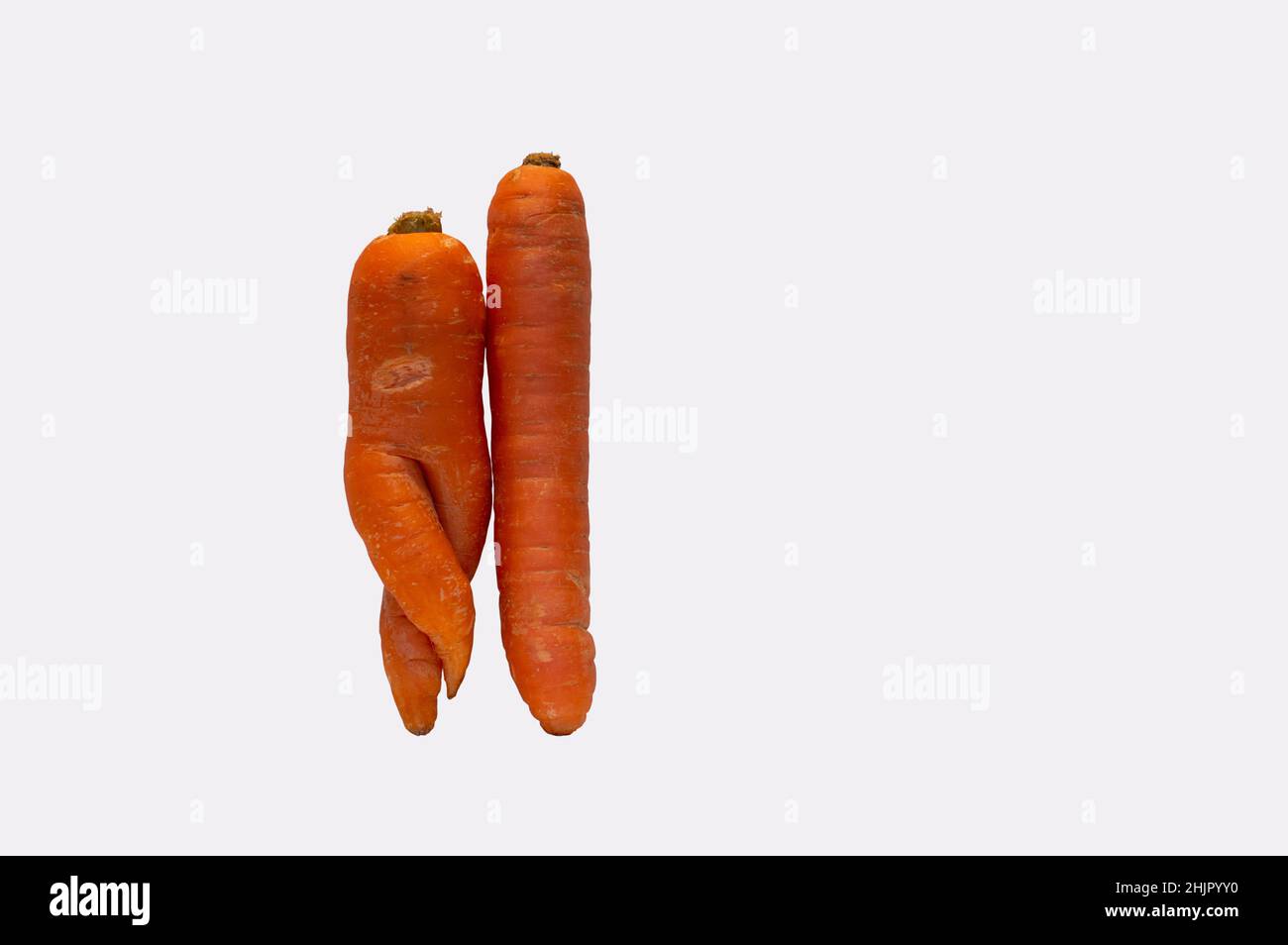 Deformed carrot resembling human body shape next to straight carrot isolated on white Stock Photo