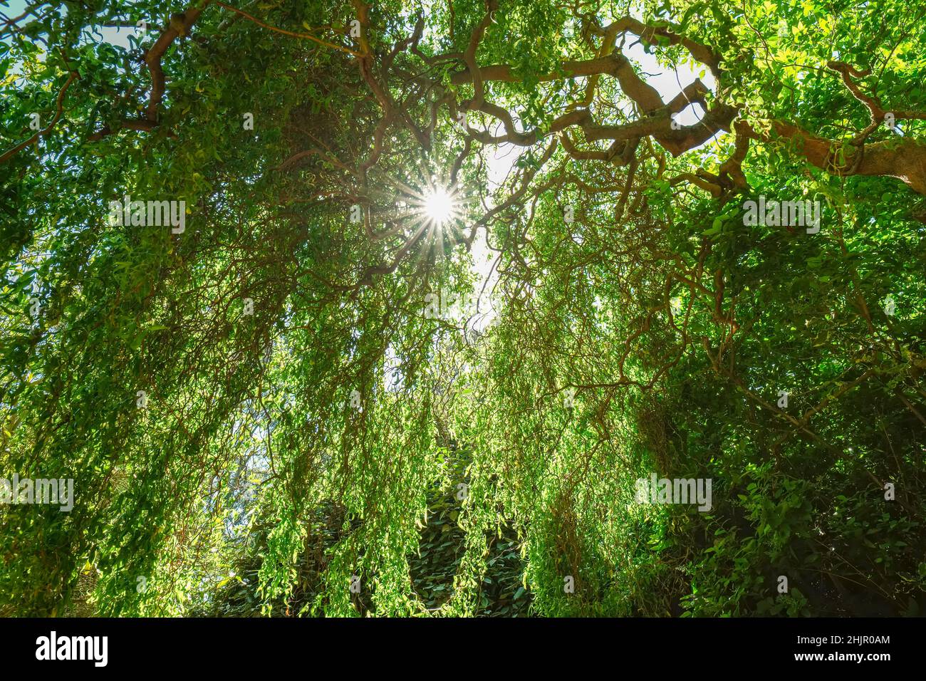 Sun shining through contorted willow  Norfolk UK Stock Photo