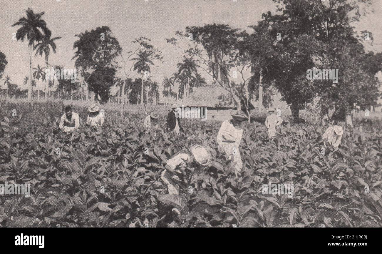 Tobacco cultivation in Havana: Workers in a Vega. Cuba (1923 Stock ...