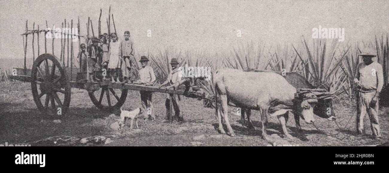 Cuban landsmen on a sisal hemp plantation (1923) Stock Photo