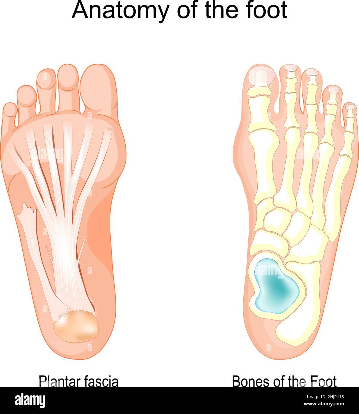 Anatomy of the foot. Bones of the Foot and Plantar fascia. Vector illustration Stock Vector