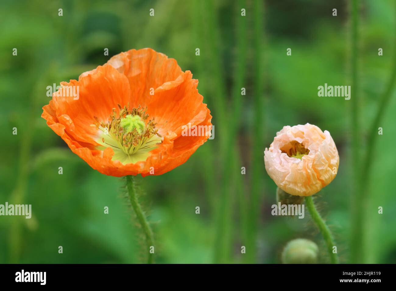 close-up of two fresh poppies against a green blurry background Stock Photo