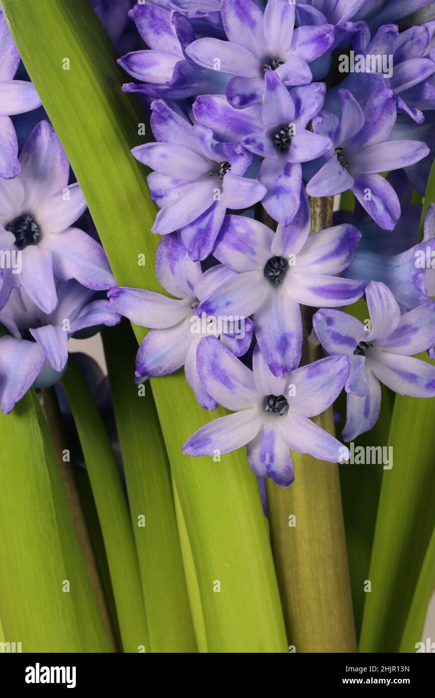 close-up of a pretty purple primula vulgaris flower, top view Stock Photo