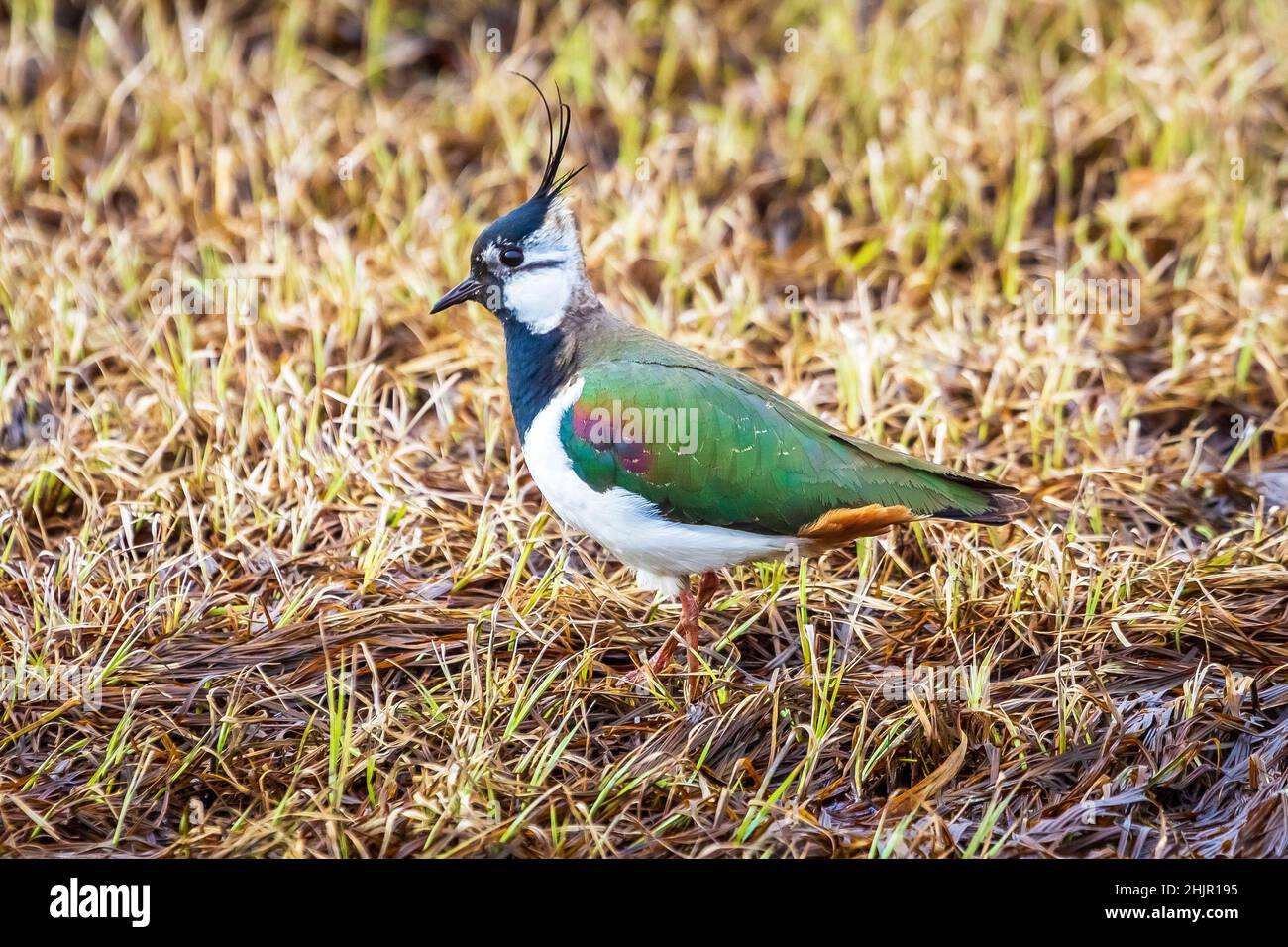 Rastafarian Bird Rasta Bird Hi Res Stock Photography And Images