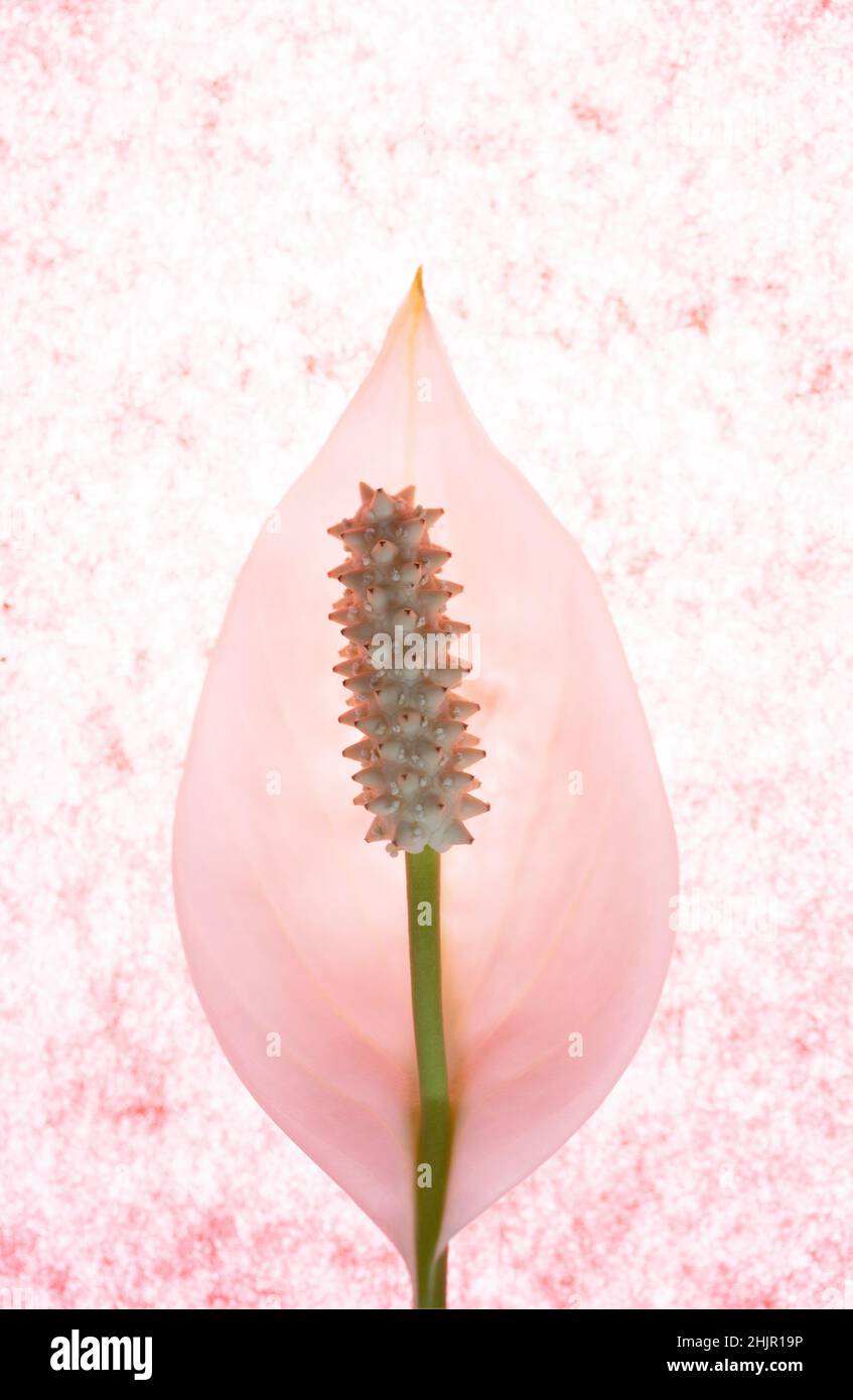 buy snake plant houston 4