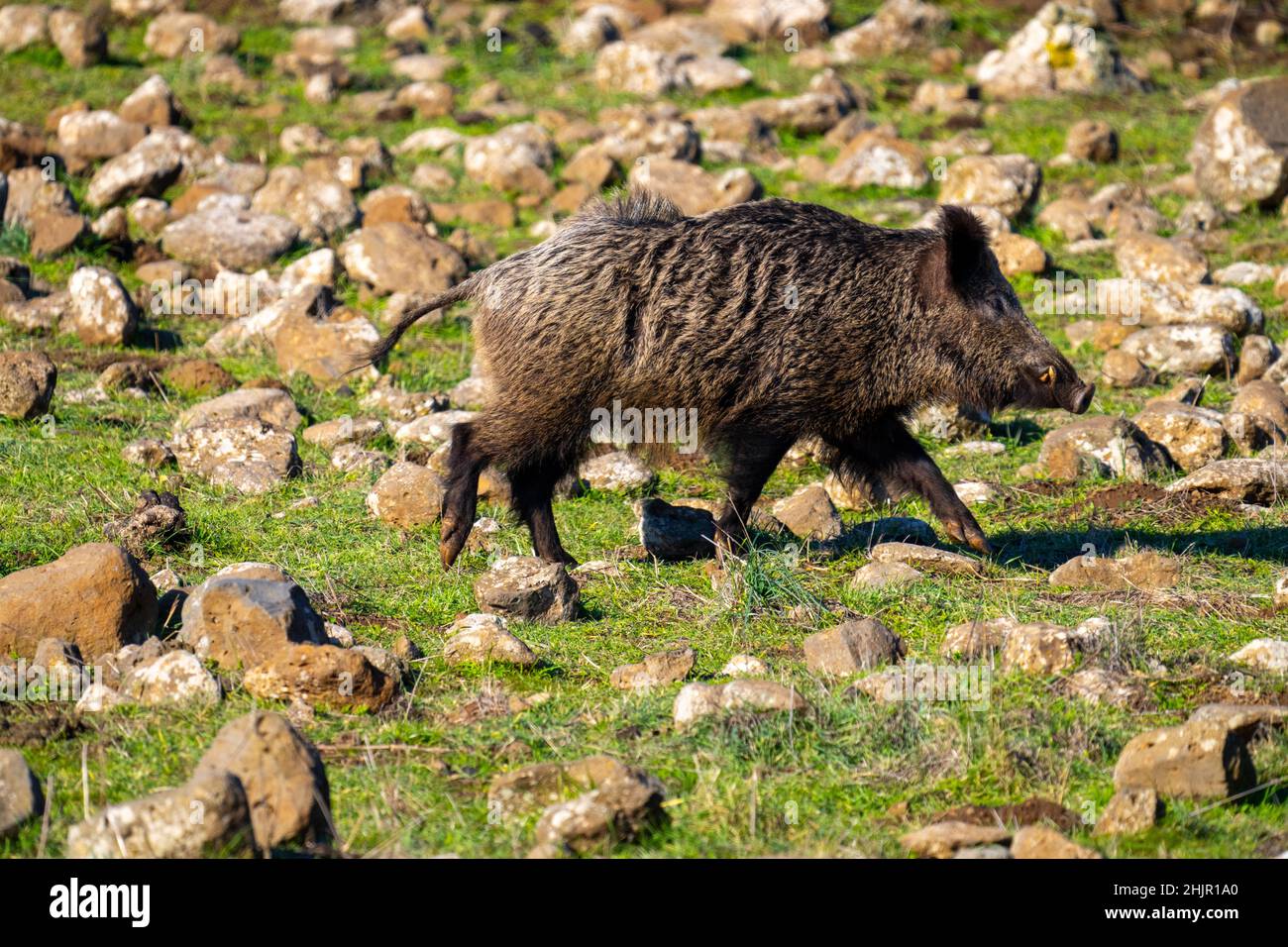 Wild boar (Sus scrofa), also known as the wild swine, common wild pig, Eurasian wild pig, or simply wild pig Stock Photo