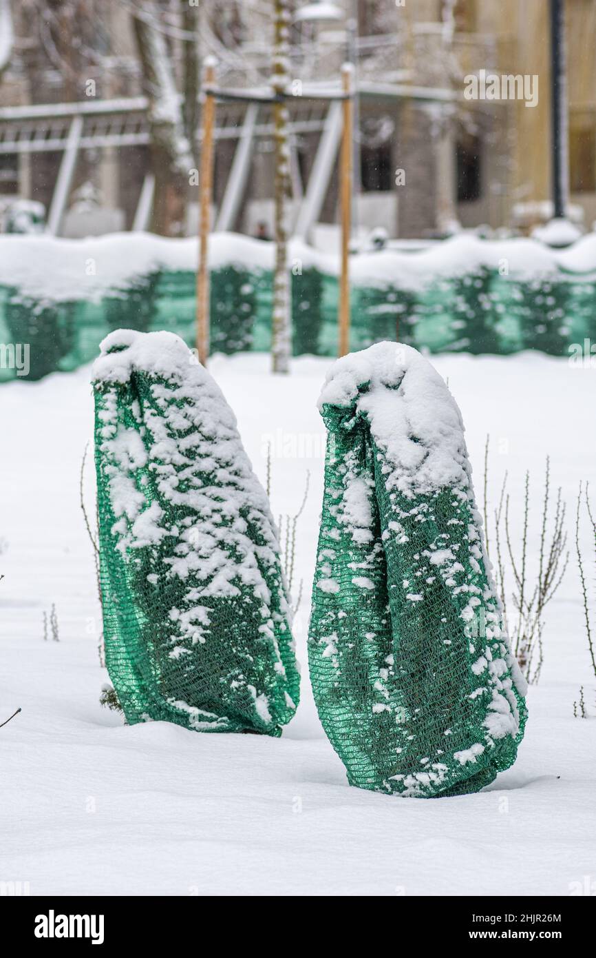 Plants, bushes and trees in a park or garden covered with green blanket