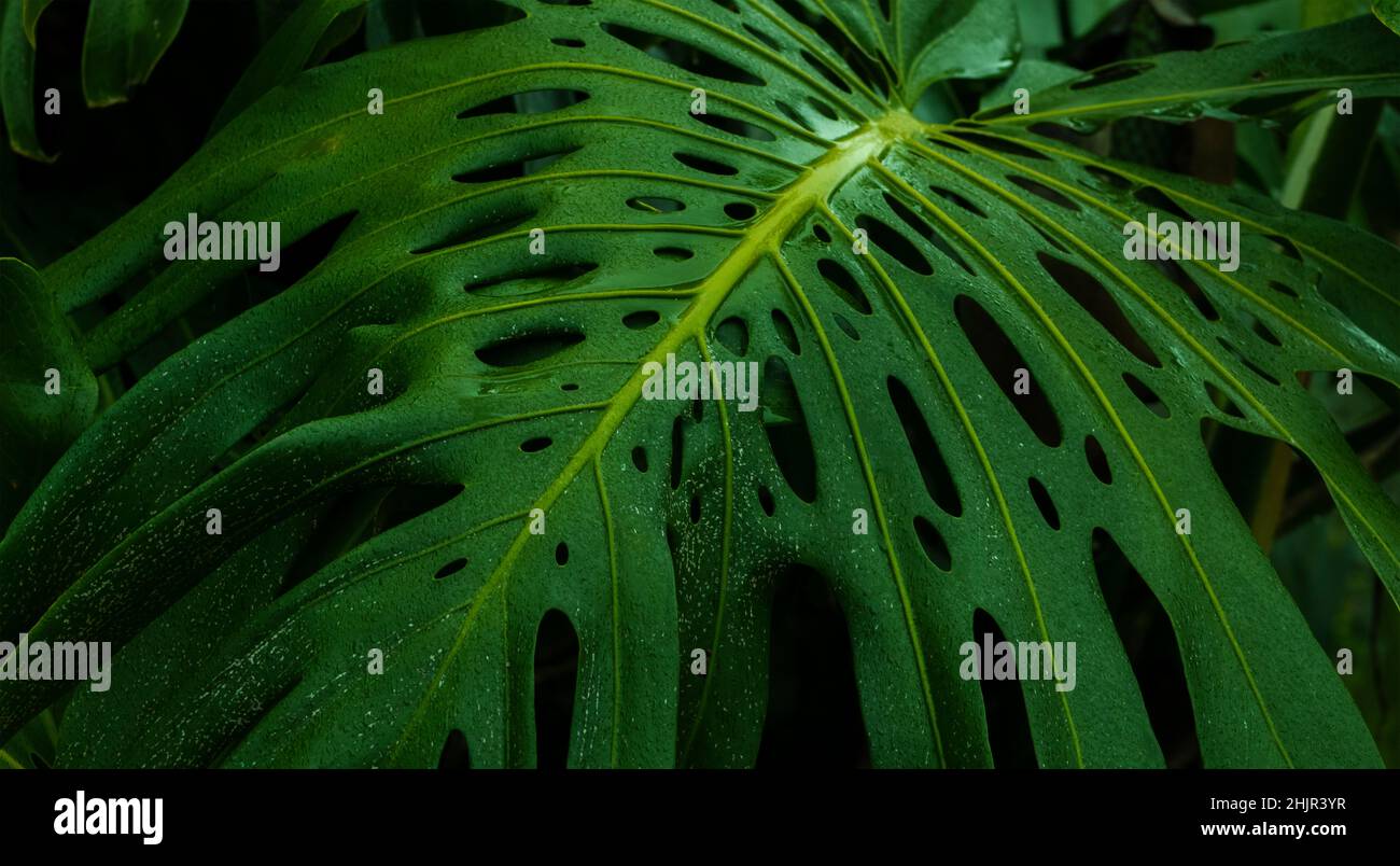 Tropical plant leaf hi-res stock photography and images - Alamy