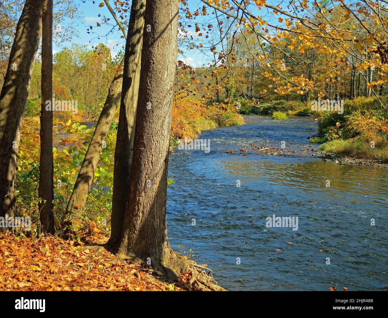 Brodhead Creek, in the fall, is a 21.9milelong tributary of the