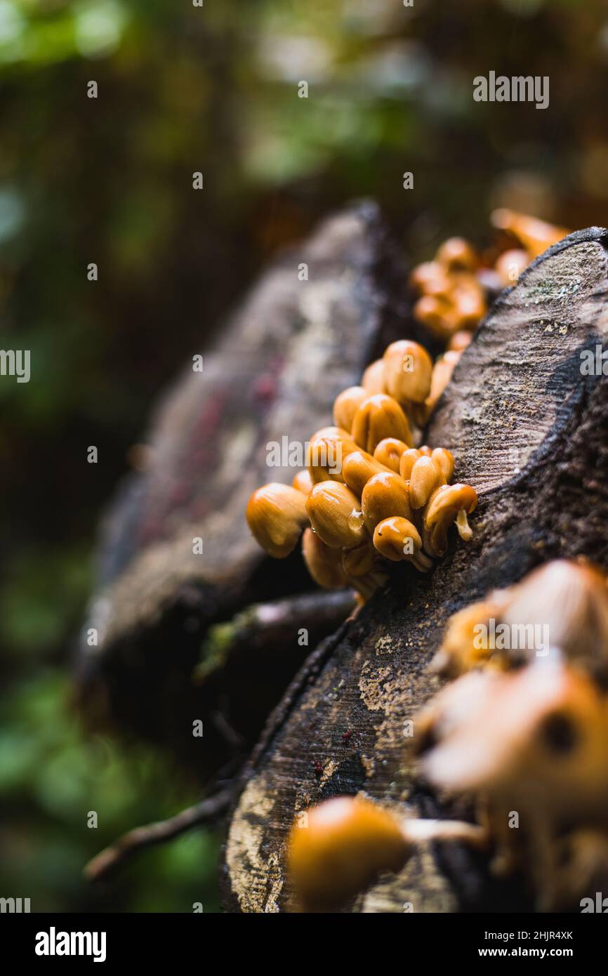 Cluster of Mushrooms on down tree in Oregon woods Stock Photo
