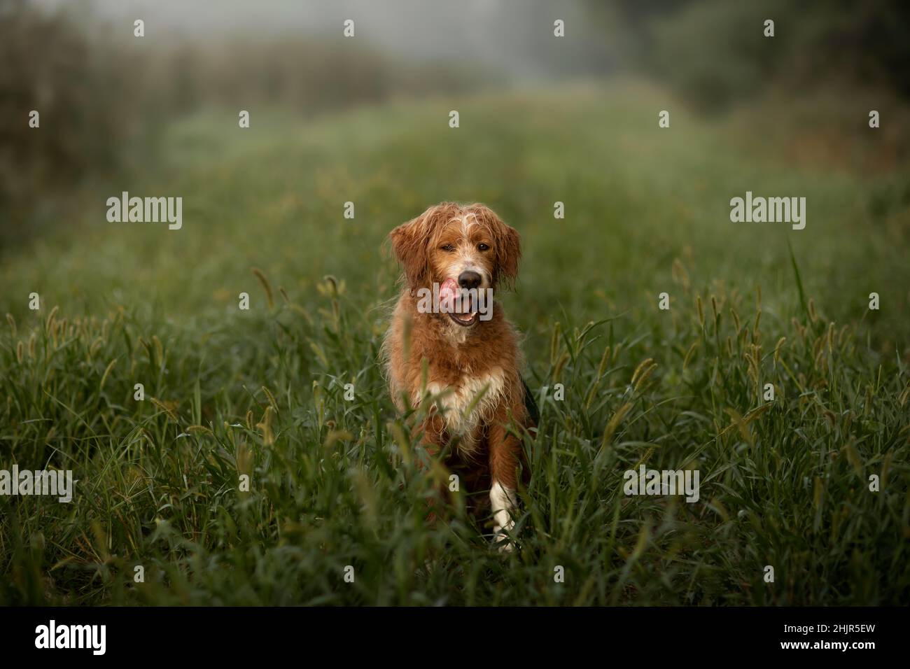 Why Does My Dog Lick Wet Grass