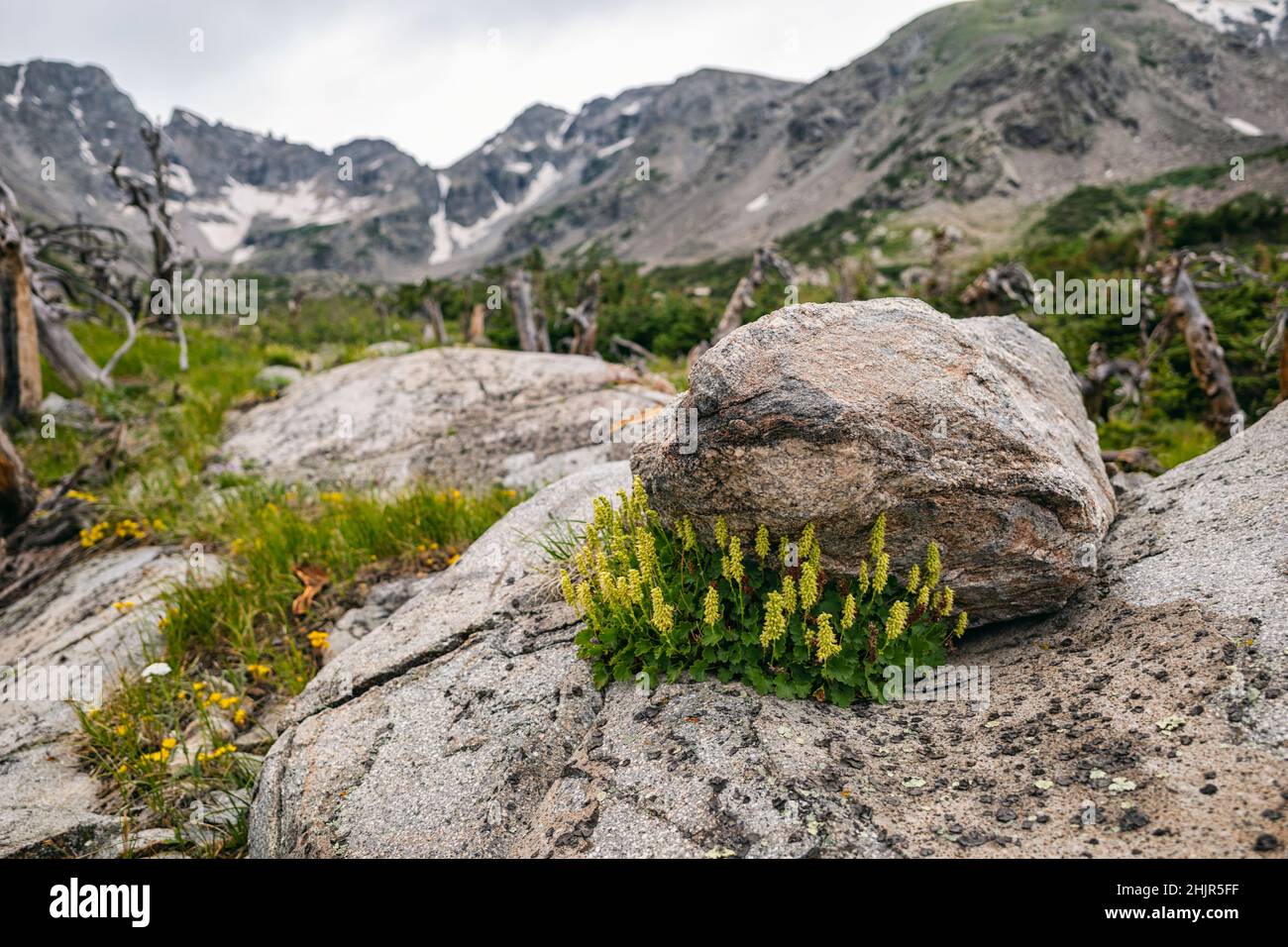 Indian wildflowers hi-res stock photography and images - Alamy