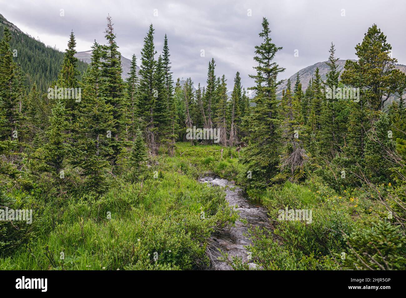 Forest landscape in the Indian Peaks Wilderness, Colorado Stock Photo ...