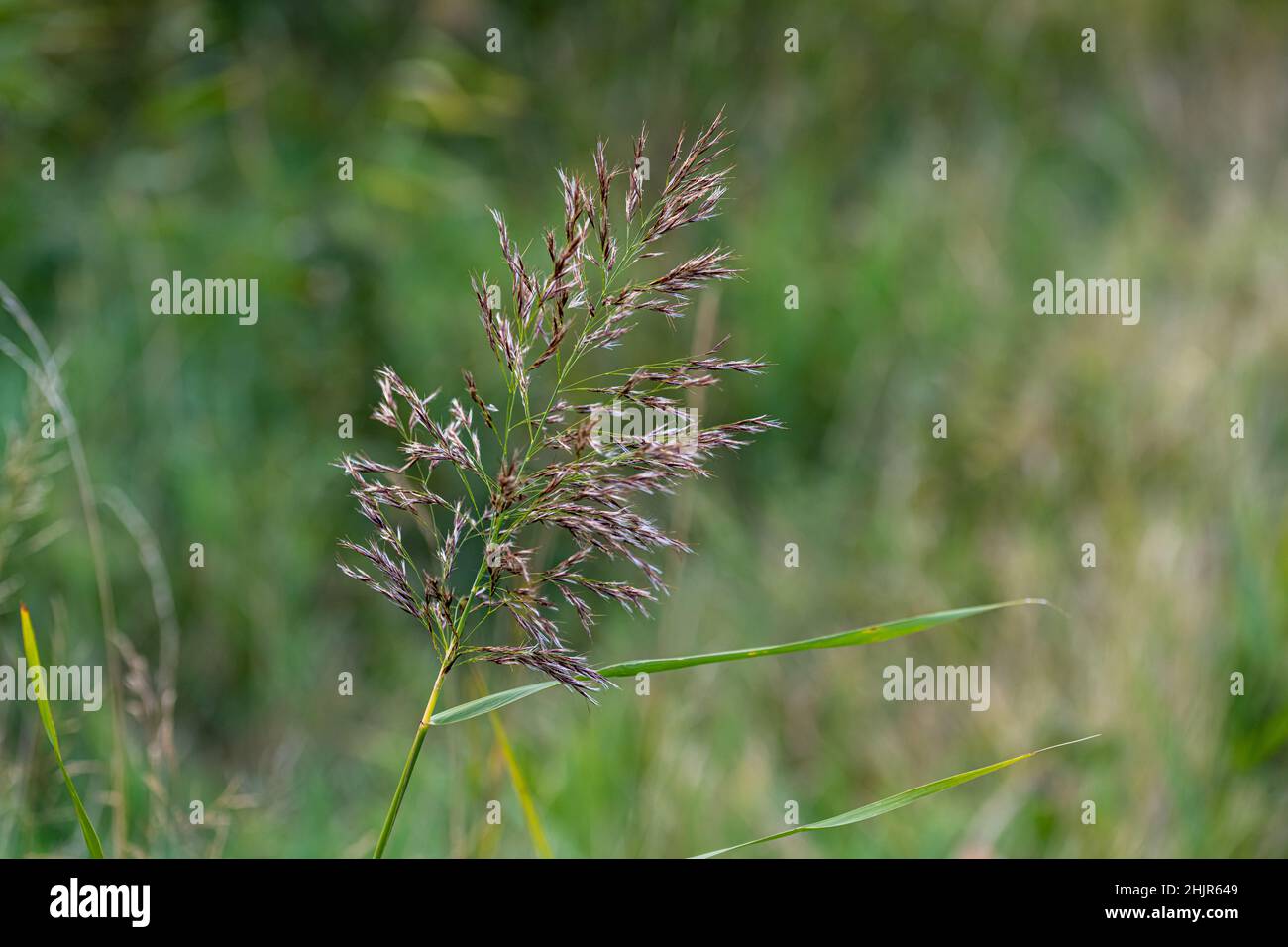 Grass seed head in autumn with soft, blurred, green background Stock Photo
