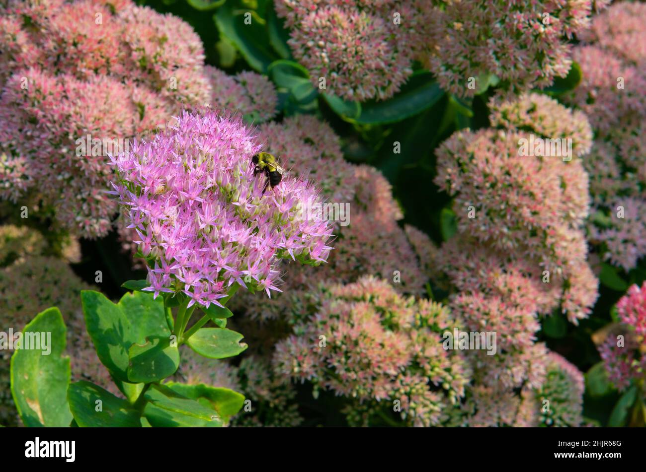 Beautiful photo of a Carpenter or Honey Bee,feeding on a purple sedum flower. Sedum flowers are commonly known as spreading stone crops or autumn joy. Stock Photo