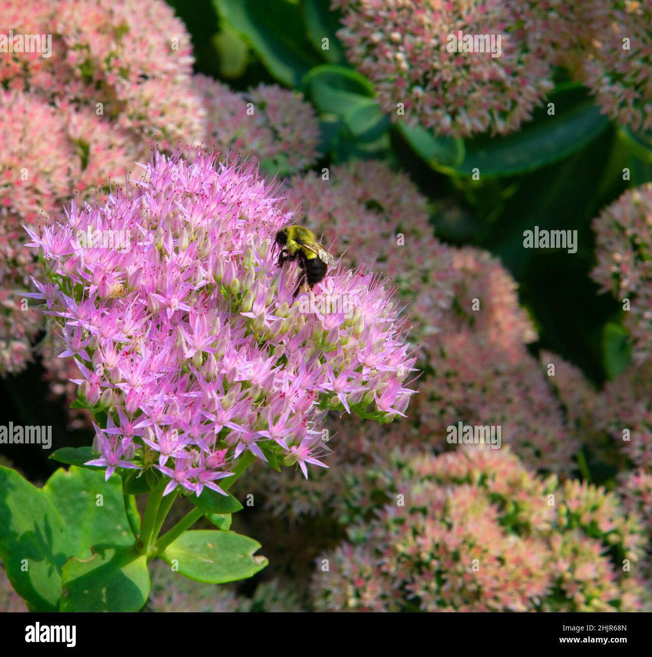 Close up of a Carpenter or Honey Bee,feeding on a purple sedum flower. Sedum flowers are commonly known as spreading stone crops or autumn joy. Stock Photo