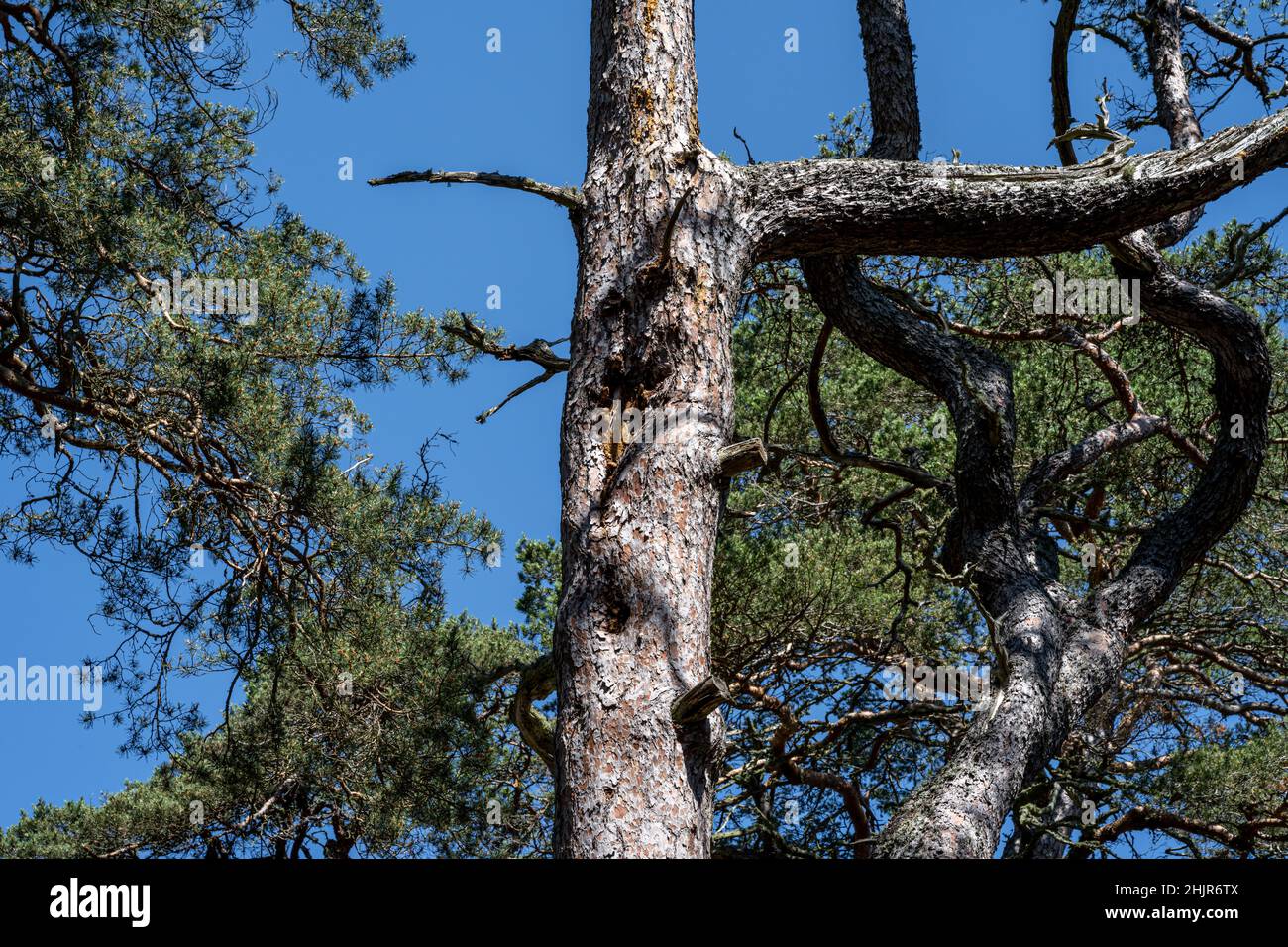 Pine trees under a blue sky. A pine is any conifer in the genus Pinus of the family Pinaceae Stock Photo