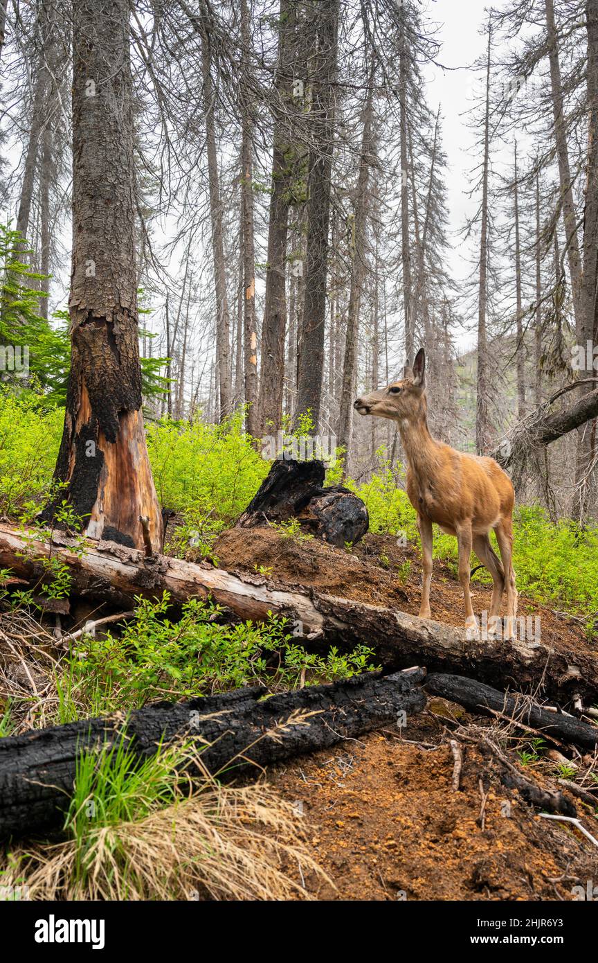A deer stands in a burned forest from a wildfire Stock Photo - Alamy