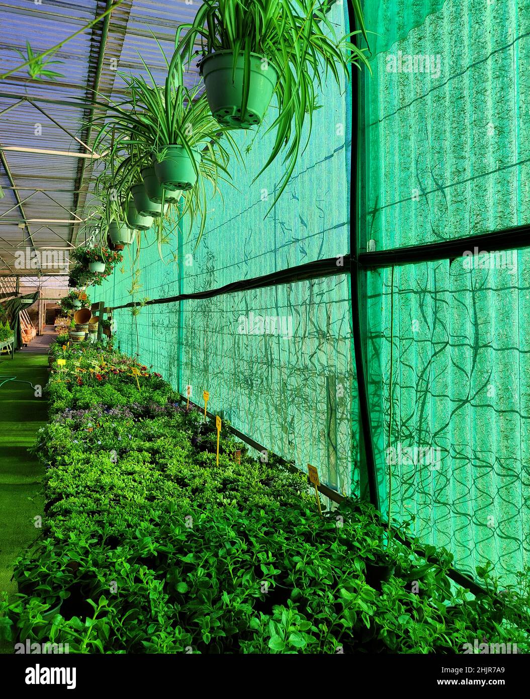 Panoramic view of greenhouse for organic plants Stock Photo
