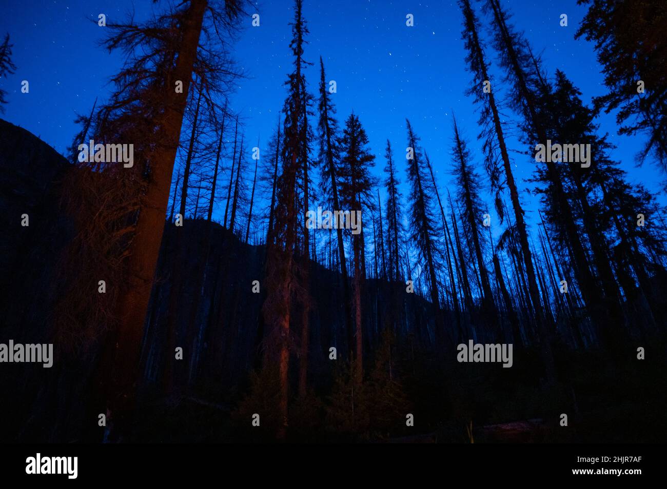 Night sky with silhouetted trees Stock Photo - Alamy