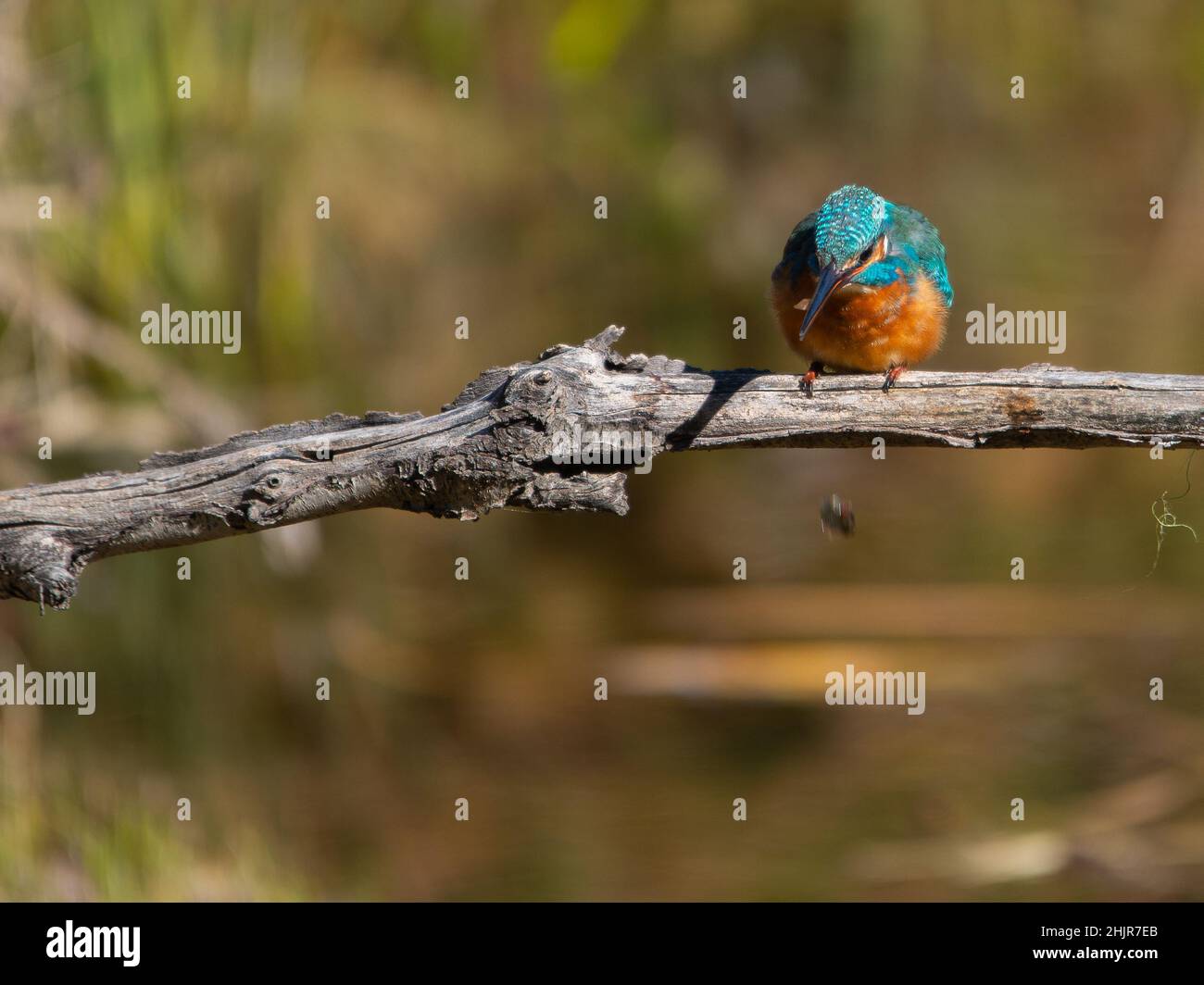 Common kingfisher dropping its meal. Stock Photo
