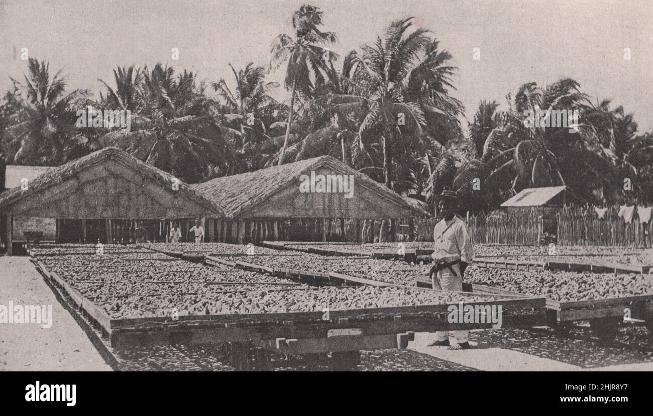 Vast Quantities of copra drying under the scorching sun in the Cocos Islands. Indian Ocean & It's Islands (1923) Stock Photo