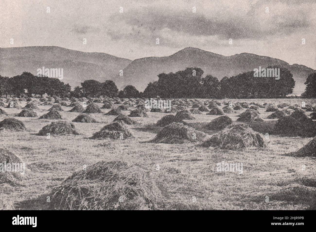 Harvesting the rich Hayfields of the Killarney district. Ireland (1923) Stock Photo