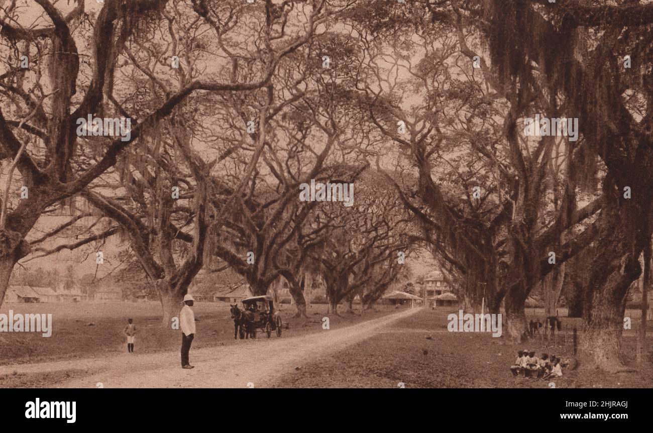 An avenue of guango trees, leads to the police barracks at Spanish Town in St. Catherine's Parish. Jamaica  (1923) Stock Photo