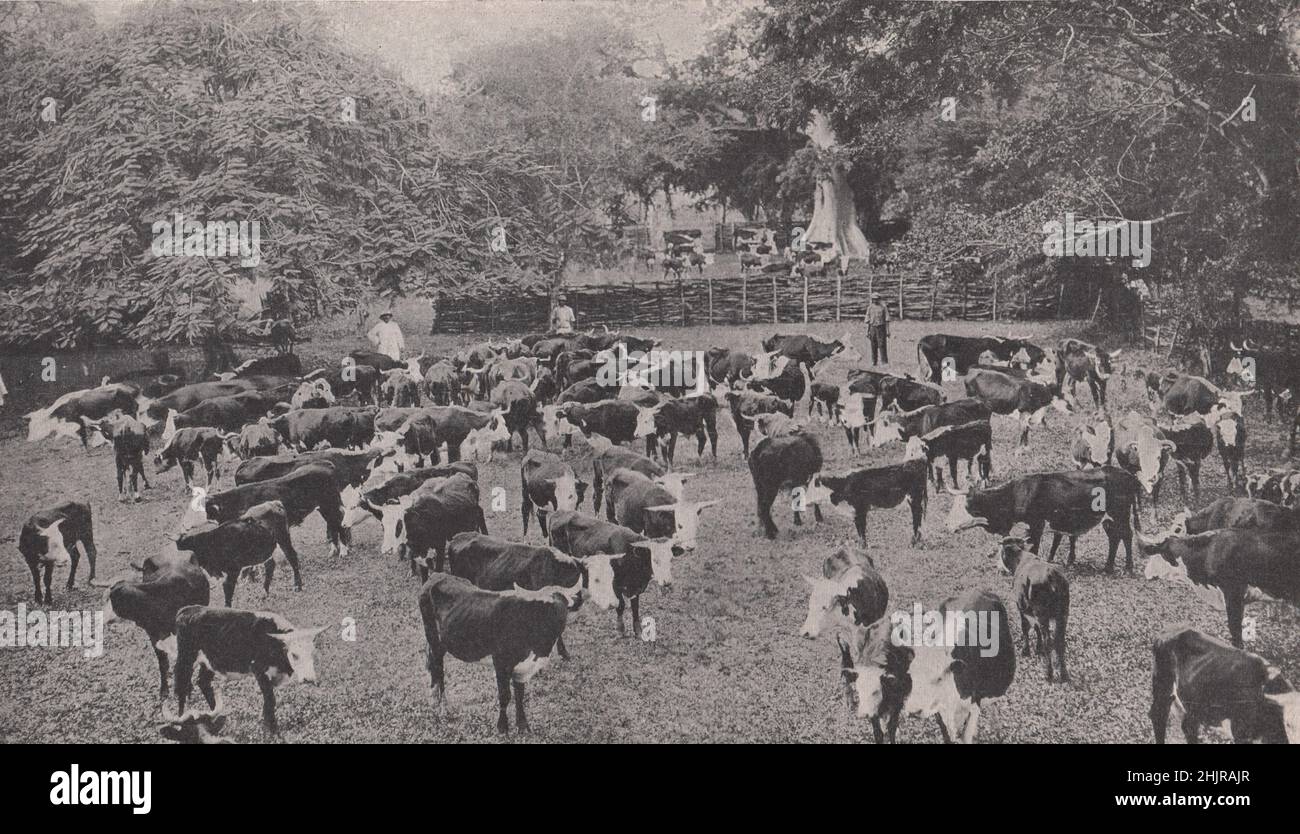 Hereford cattle on a StockFarm at Hodges in the Parish of St