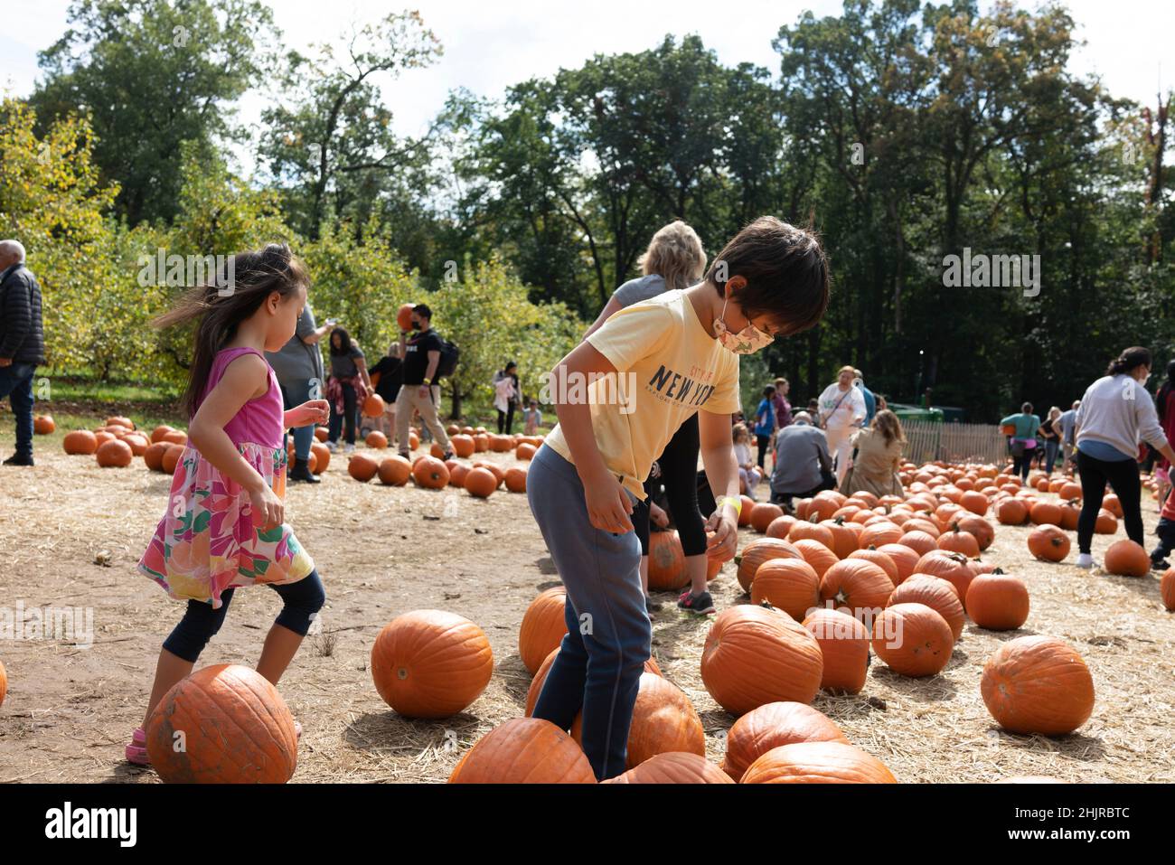 fall pumpkin family Stock Photo