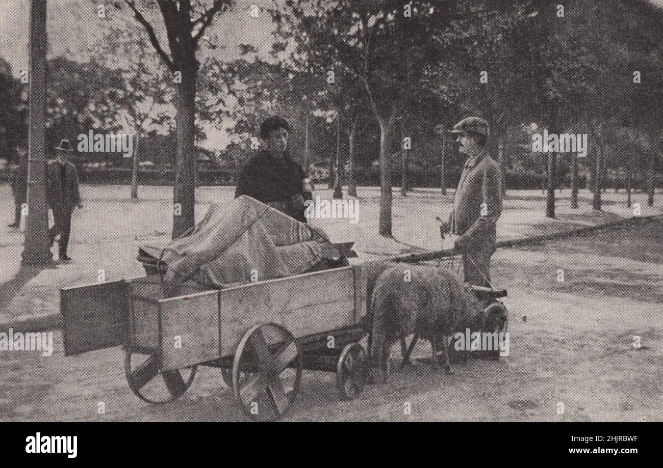 Strange cart drawn by rams in the streets of Lisbon. Portugal (1923) Stock Photo