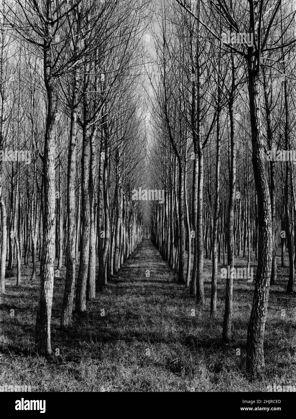 Cricket bat willow plantation hires stock photography and images Alamy