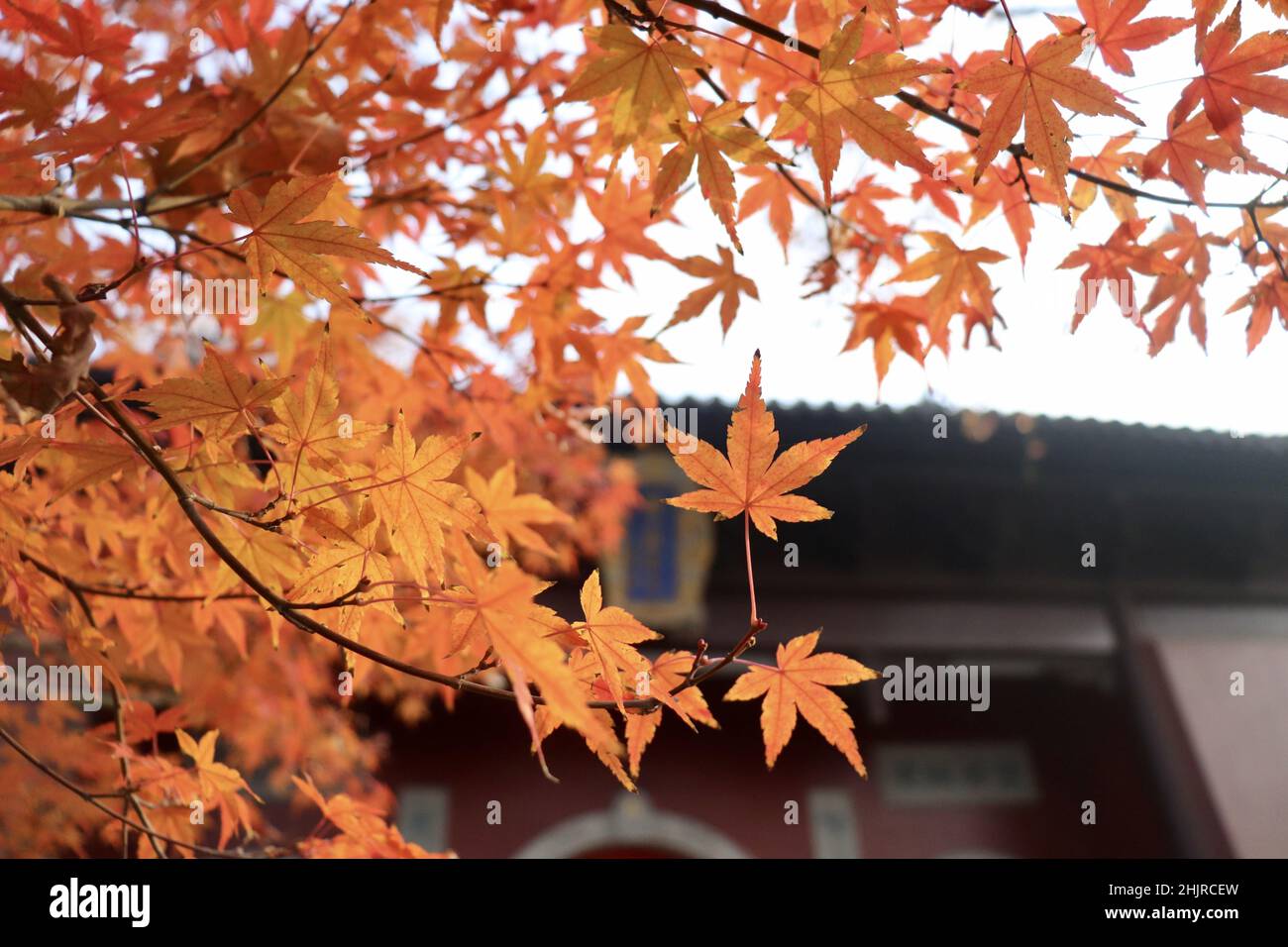 Photo of autumn maple tree leaves and a house in a blur background ...