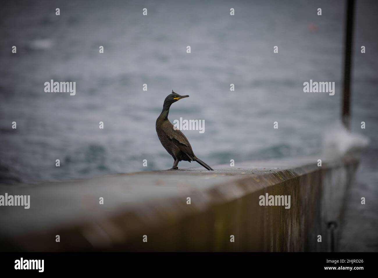 A Cormorant on the sea wall at Elgol Harbour Stock Photo