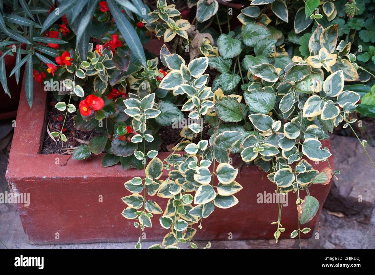 red begonia and decorative tradescantia in a concrete outdoor planter. Stock Photo