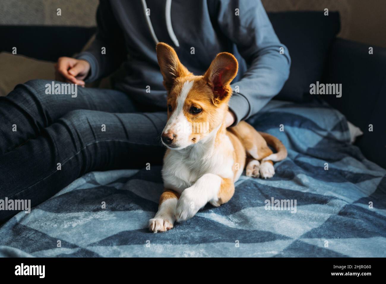 Adorable puppy lying on the blue blanket with owner. Portrait of a little dog Stock Photo Alamy