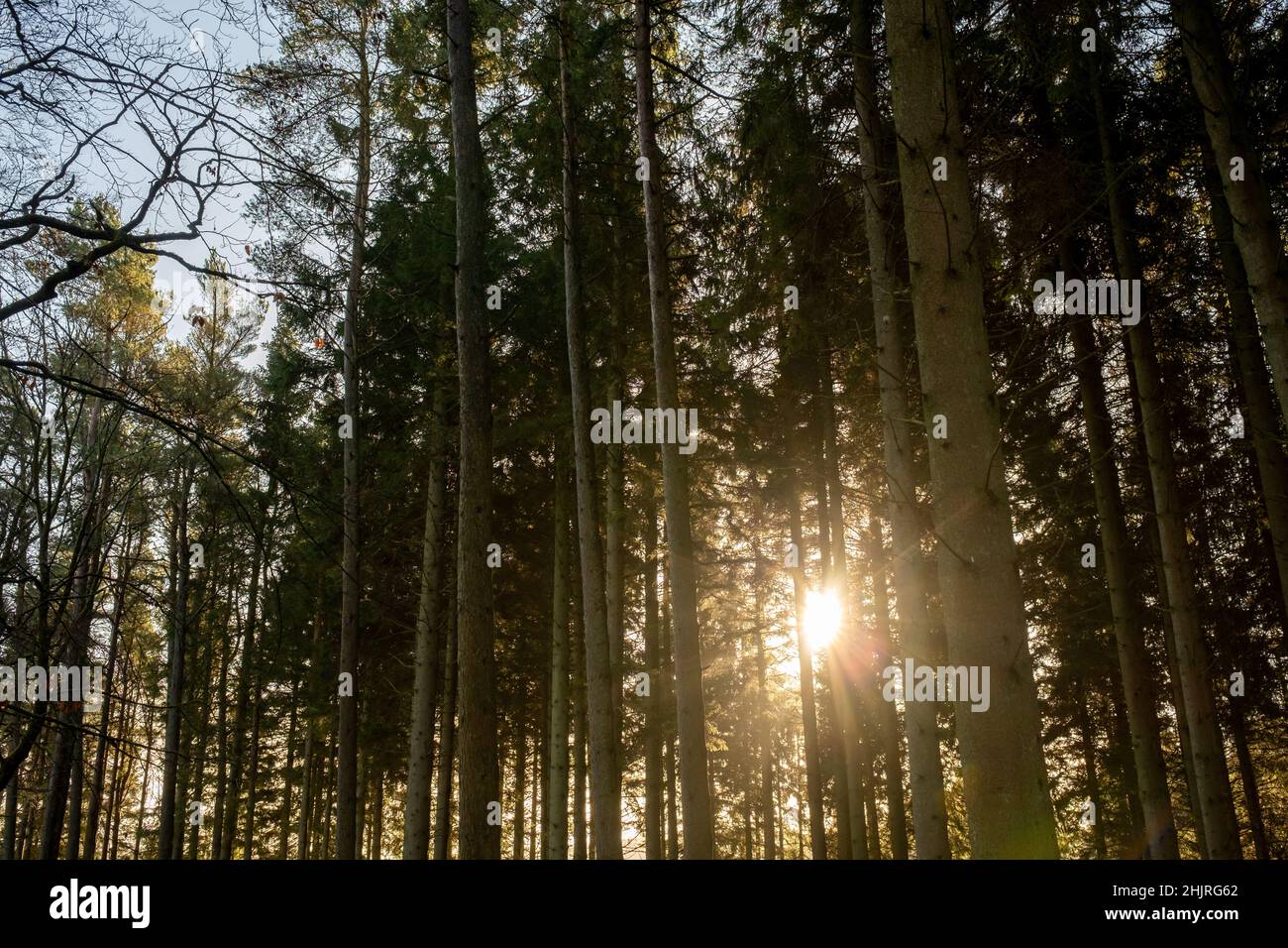 Kielder England: 13th January 2022: Tall tree trunks with golden winter sun peeping through Stock Photo