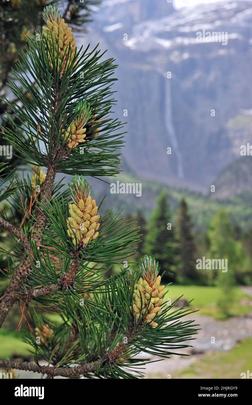 Swiss mountain pine / creeping pine / dwarf mountain pine (Pinus mugo) close-up of needles and male flowers, Cirque de Gavarnie, Pyrenees, France Stock Photo